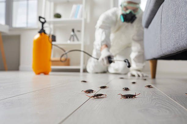 Affordable Termite Control solutions in Linden, CA